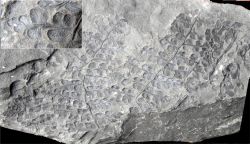 Eusphenopteris neuropteroides